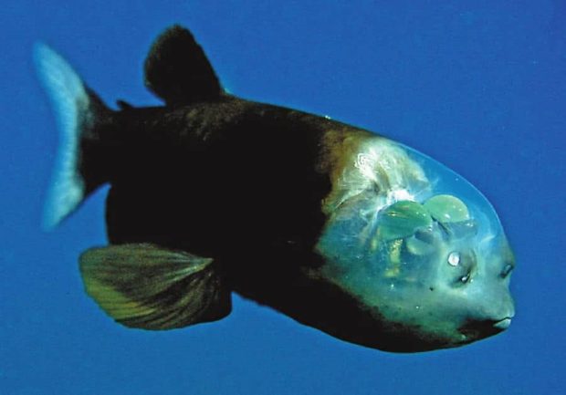 ماهی سر شیشه‌ای