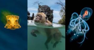 تصاویر برگزیده از دنیای زیر آب