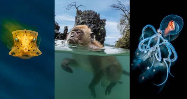 تصاویر برگزیده از دنیای زیر آب