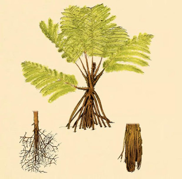 گیاه سرخس زامبی