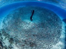 under water photographer of the year