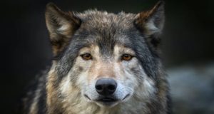 خاصیت ضدسرطانی گرگ های منطقه چرنوبیل