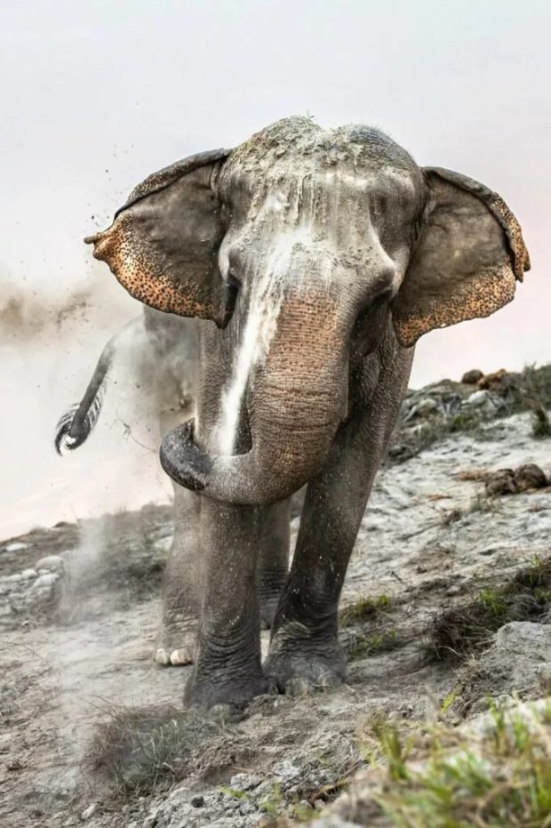 تصویری از یک فیل که در رود نارایانی نپال