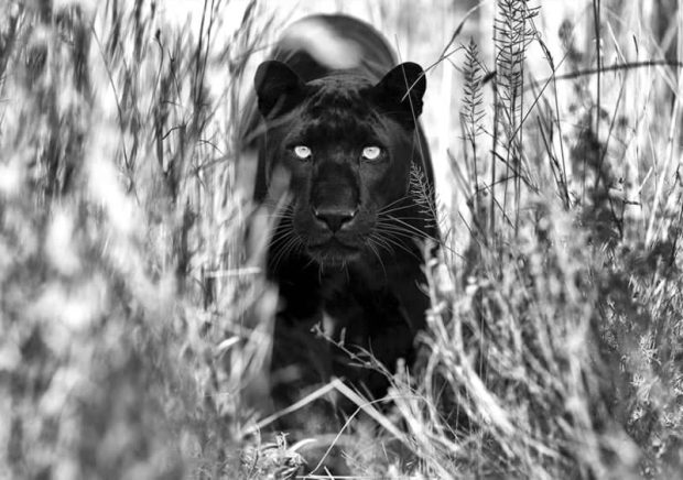 تصاویر سیاه و سفید حیات وحش