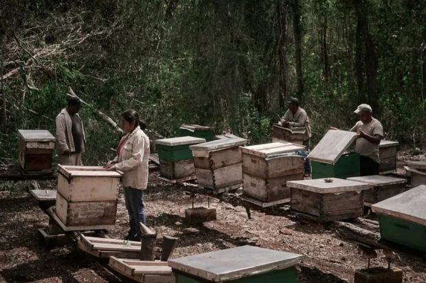 حادثه تلخی از سال 2023 که در آن زنبورداران سان‌فرانسیسکو متوجه شدند هزاران زنبور با سم‌پاشی از بین رفته‌اند