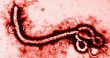ساخت گونه ای جدید از ویروس ابولا