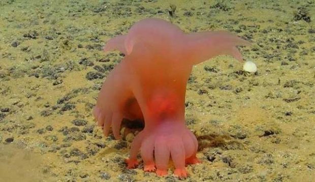 کشف یک موجود عجیب در کف اقیانوس