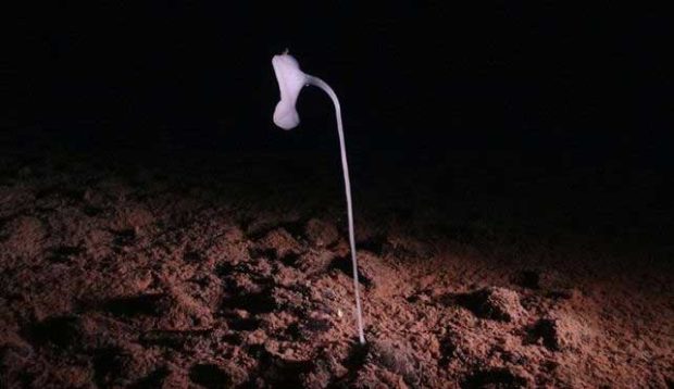 کشف یک موجود عجیب در کف اقیانوس