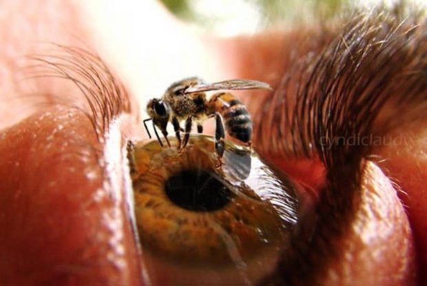 نیش زنبور چشم انسان