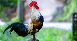 راز نعوظ صبحگاهی مردان