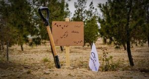 رویشگاه فونیکس