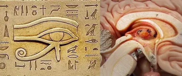 غده پینه‌آل، چشم سوم