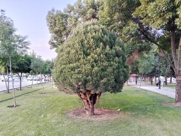 ریلمی C75