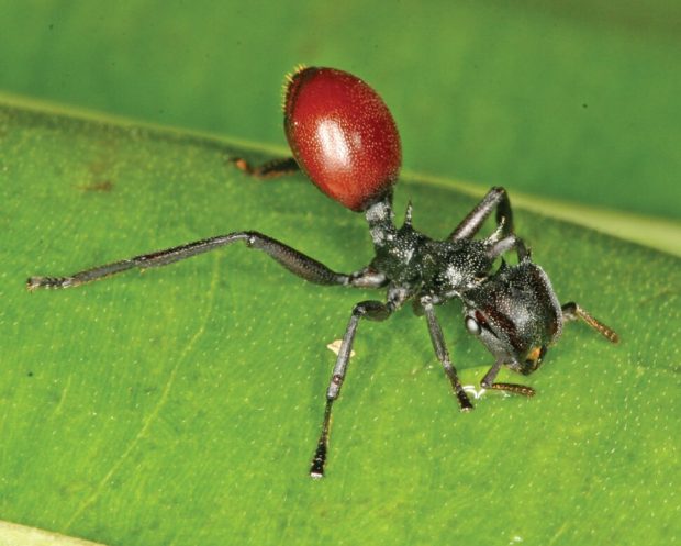 کرم گرد Myrmeconema neotropicum