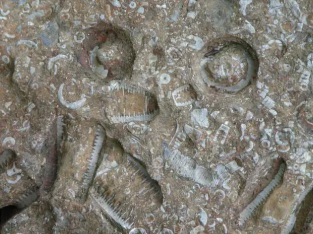 راز «میکروچیپ ۲۵۰ میلیون ساله» روسیه