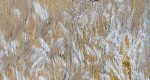 مسابقه عکاسی GDT Nature Photographer of the Year 2025