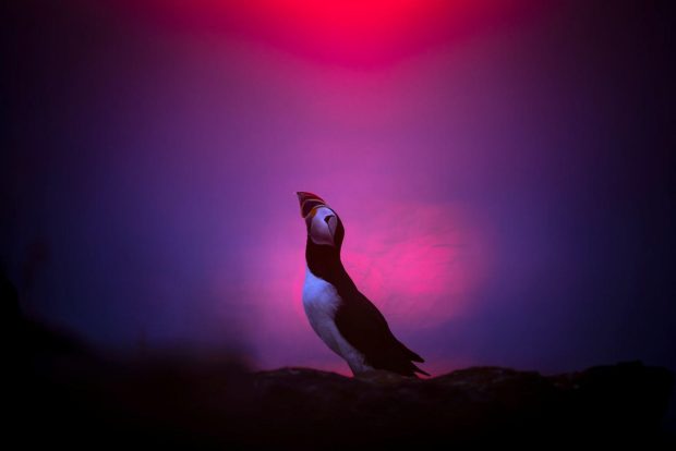 مسابقه عکاسی GDT Nature Photographer of the Year 2025