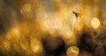 مسابقه عکاسی GDT Nature Photographer of the Year 2025