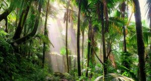 جنگل قطب جنوب