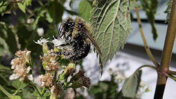 نبرد پرچمداران سامسونگ و اپل