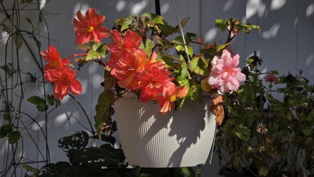 دوربین آیفون 17 پرو مکس و گلکسی اس 25 اولترا