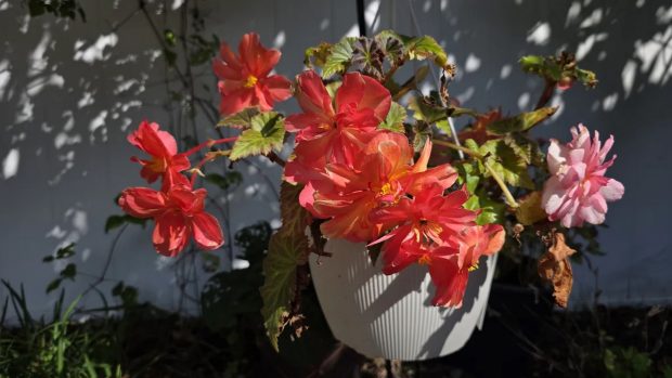 نبرد پرچمداران سامسونگ و اپل