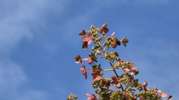 دوربین آیفون 17 پرو مکس و گلکسی اس 25 اولترا