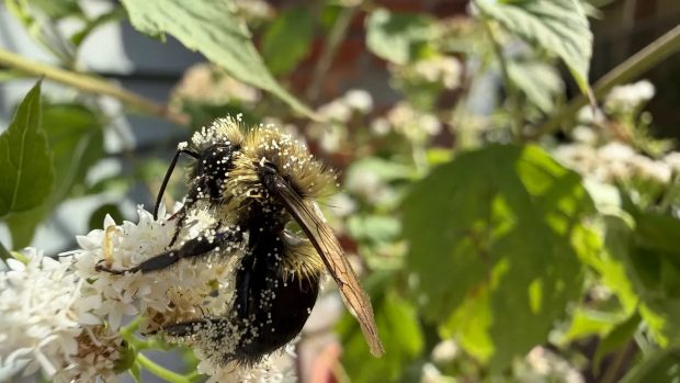 دوربین آیفون 17 پرو مکس و گلکسی اس 25 اولترا