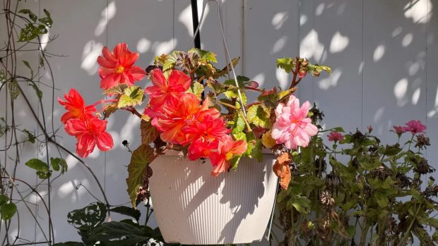 نبرد پرچمداران سامسونگ و اپل