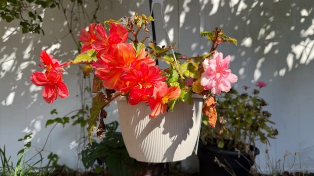 دوربین آیفون 17 پرو مکس و گلکسی اس 25 اولترا