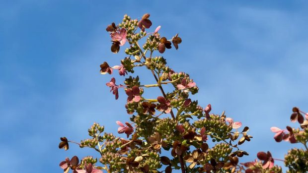 نبرد پرچمداران سامسونگ و اپل