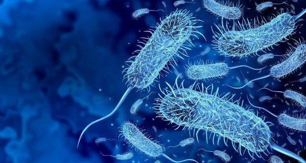 کشف باکتری جدید در جنگلهای آمازون