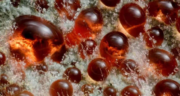 مسابقه عکاسی میکروسکوپی نیکون 2025