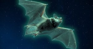 خفاش‌های سبز