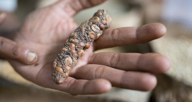 گران‌ترین قهوه جهان