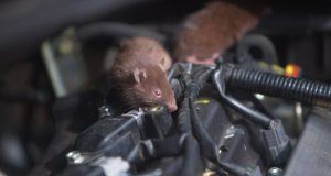 جویدن سیم‌های خودرو توسط موش