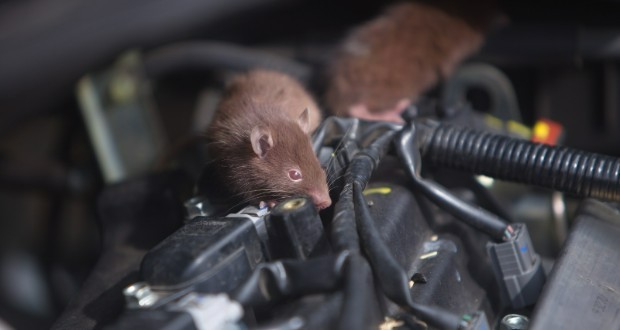 جویدن سیمهای خودرو توسط موش