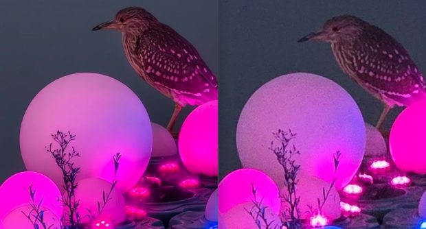 ویوو ایکس 300 پرو