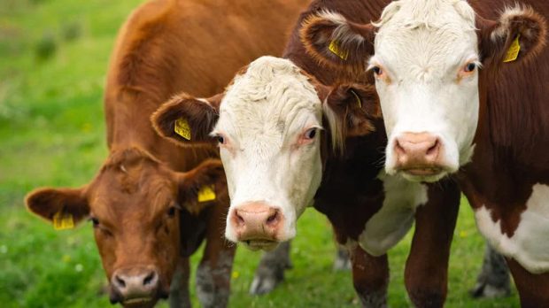 کاربردهای عجیب هوش مصنوعی