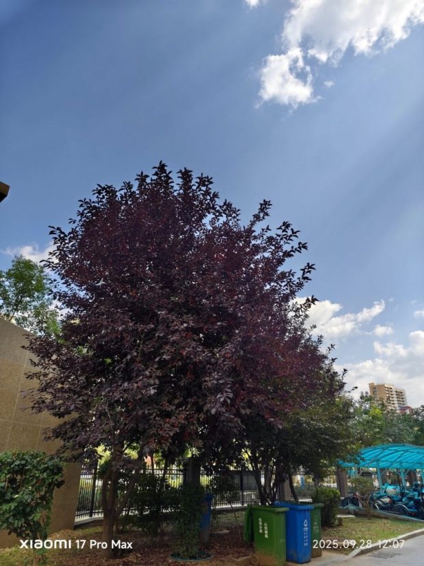 مقایسه دوربین شیائومی 17 پرو مکس گلکسی اس 25 اولترا