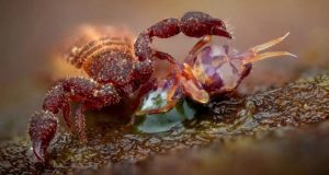 تصاویر برگزیده مسابقه عکاسی حیات وحش 2025