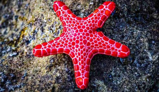 حیوانات بدون مغز