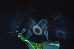 عکس‌های برتر حیات وحش 2025