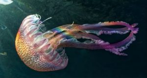 حیوانات بدون مغز