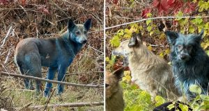 رنگ سگ‌ های چرنوبیل