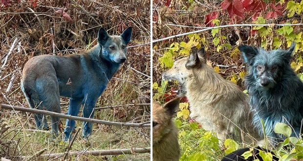 رنگ سگ های چرنوبیل