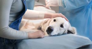 هزینه عمل‌های رایج سگ