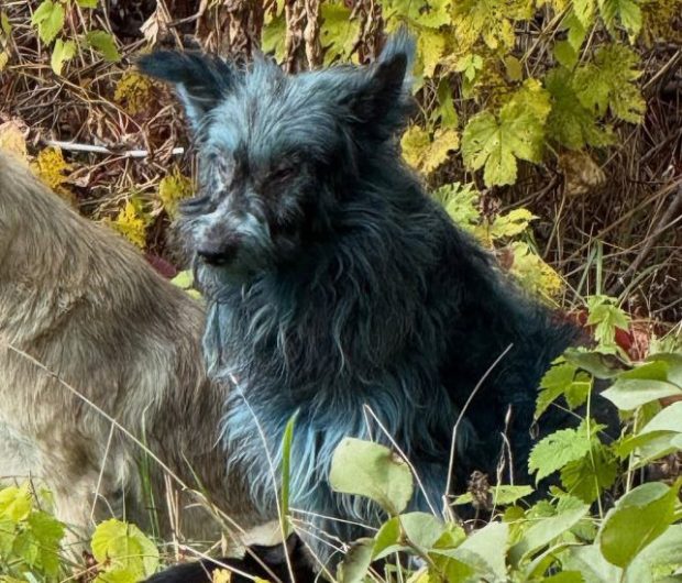 رنگ آبی سگ چرنوبیل