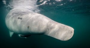 زیردریایی گری شارک