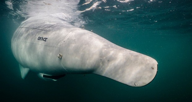 زیردریایی گری شارک